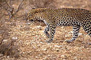 Leopard Samburu Kenya